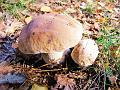 Wandeling van Monke en Judith op 21-10-2012 (80)